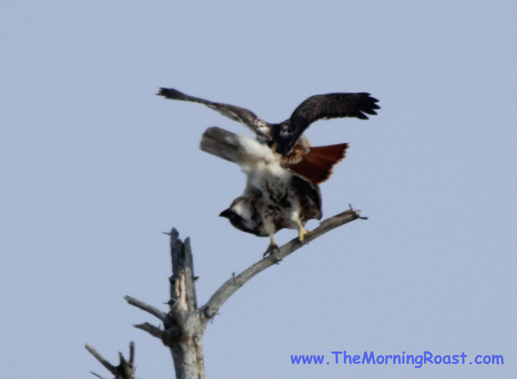 red tail hawks mating in maine