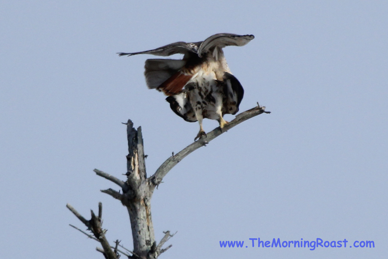 red tail hawks mating in maine