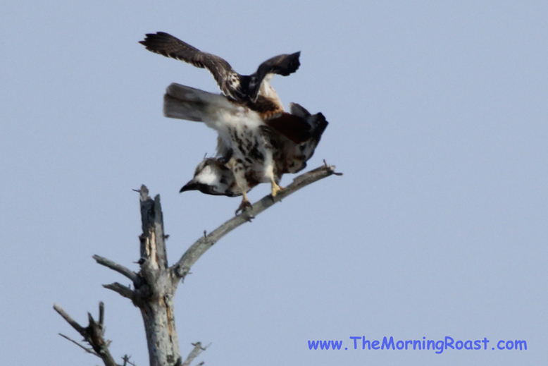 red tail hawks mating in maine