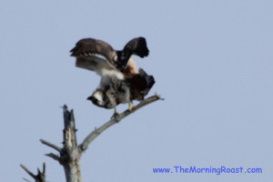 red tail hawks mating in maine