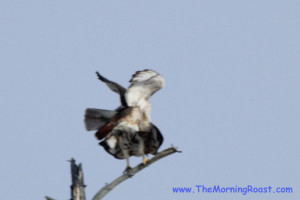 red tail hawks mating in maine