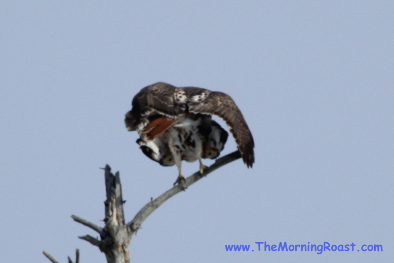 red tail hawks mating in maine